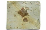Wide Plate with Two Fossil Leaves (Archeampelos) - Montana #377920-1